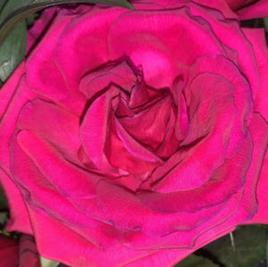 Meet your Posher, Leslie